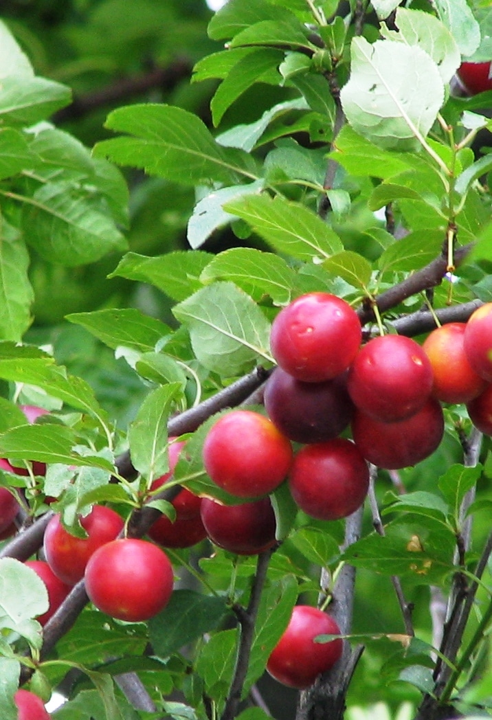Fruits on a hedge of Myrobalan plum Prunus cerasifera