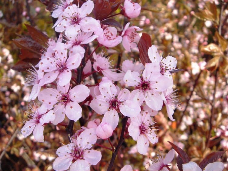 Pink flowers on a Prunus cerasifera Nigra hedge