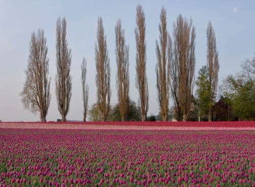 Bare branches of Lombardy Poplar with Tulip field in foreground Populus nigra Italica