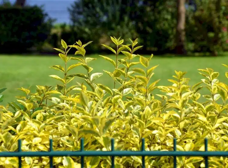 Foliage of a Golden Privet hedge Ligustrum ovalifolium Aureum