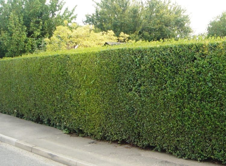 Tall Green Privet boundary hedge Ligustrum ovalifolium