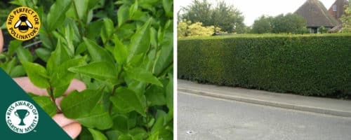 How to Make Privet Hedge Thicker? 