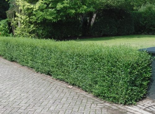 Low decorative hedge of Green Privet Ligustrum ovalifolium