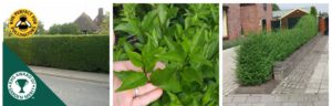 Green Privet Rootball hedging plants