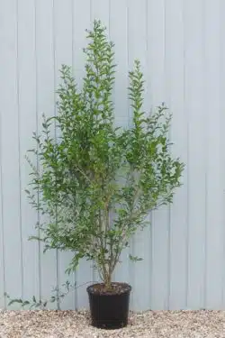 Privet Green Potted Hedging 175-200cm 72-78in