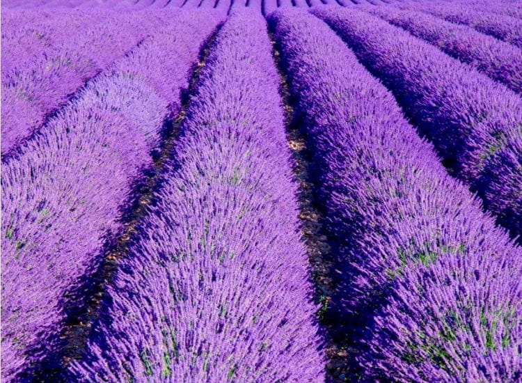 Commercial field of Lavender Provence blue in flower Lavandula intermedia Provence Blue