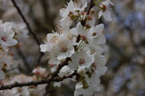 Spring flowers of cherry plum Prunus cerasifera
