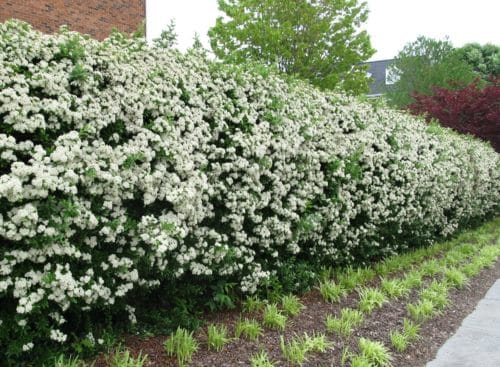 Pyracantha security hedging in flower Pyracantha Mohave