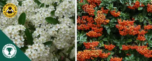pyracantha hedging