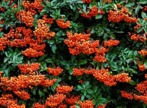 Berries and evergreen foliage of Orange Pyracantha hedge Pyracantha Mohave