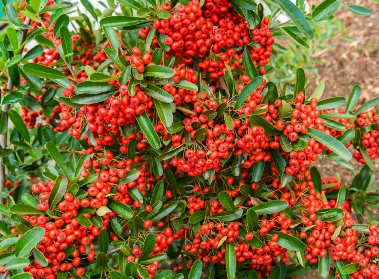 Berries of Red Pyracantha hedging plant Pyracantha Red Column