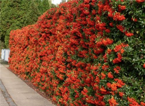 Colourful security hedge of Red Pyracantha plants Pyracantha Red Column