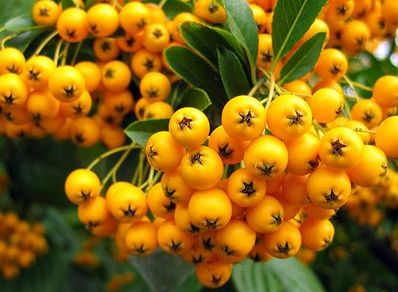 Close up of yellow berries on Pyracantha hedge plant Pyracantha Soleil D'Or