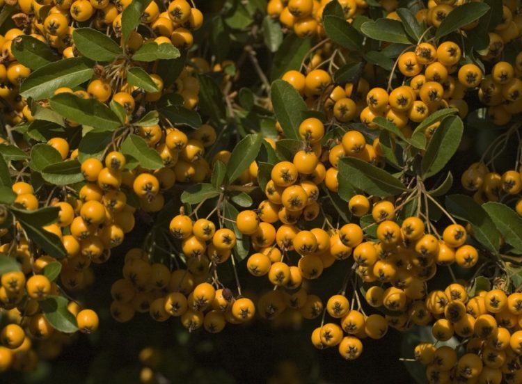 Pyracantha hedge with yellow berries in winter Pyracantha Soleil D'Or
