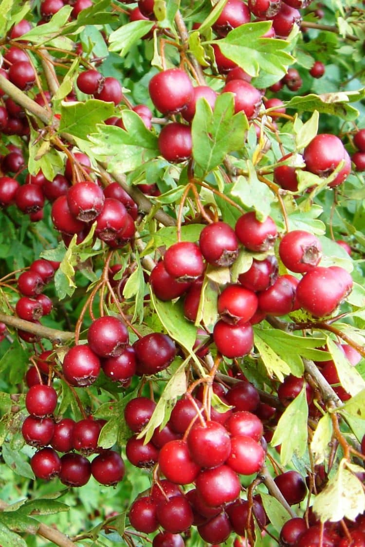 Quickthorn (hawthorn) Potted Hedging 60-80cm 24-36in