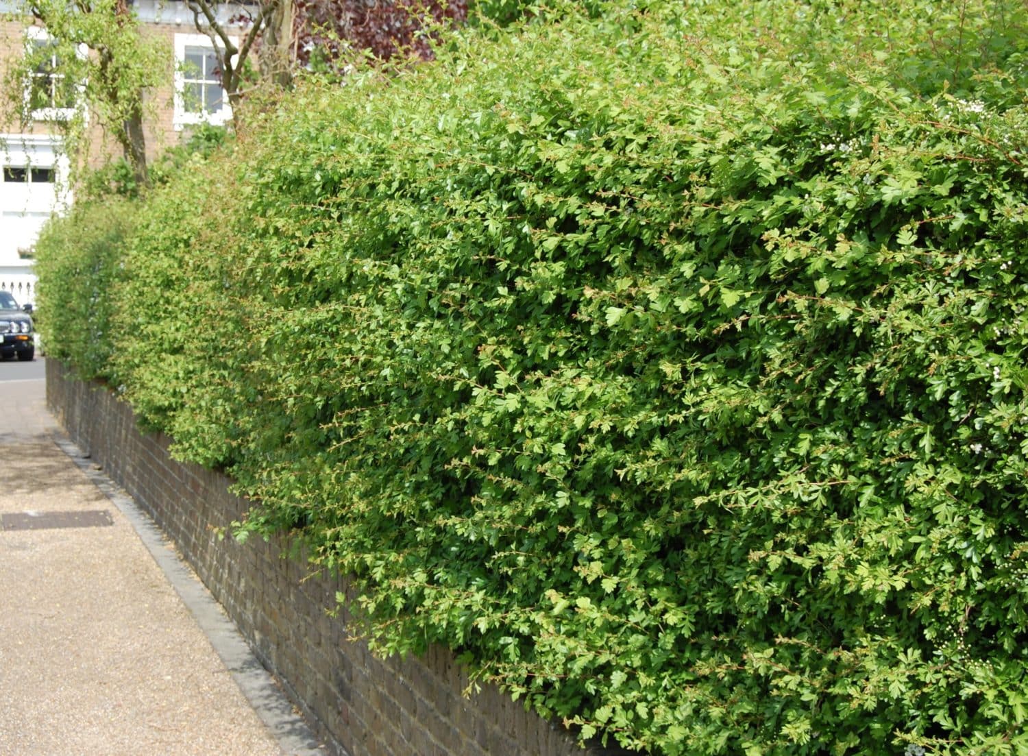 Buy Hawthorn Hedging & Quickthorn Hedge Plants Hopes Grove