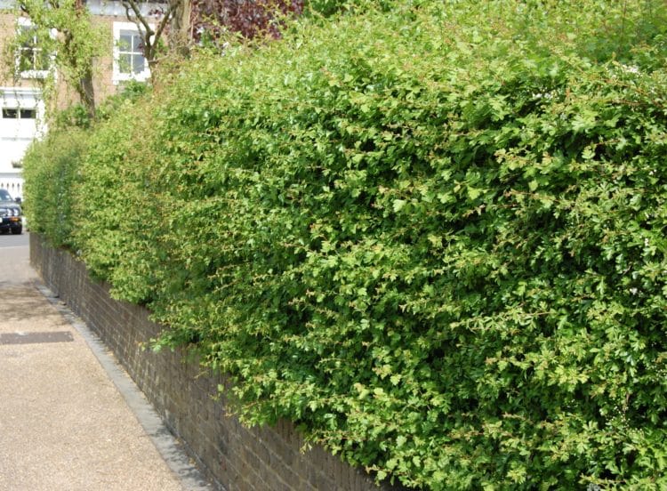 Established Hawthorn Quickthorn hedge in summer Crataegus monogyna