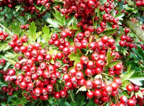 Shiny red berries on a Hawthorn country hedge Crataegus monogyna