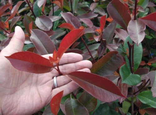 Photinia x fraserii Red Robin leaf detail