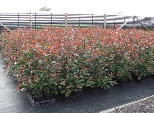 Photinia x fraserii Red Robin hedging plants growing on the nursery