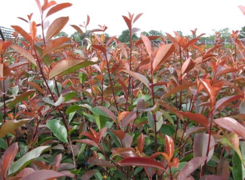 Young growth on Photinia Red Robin hedging plants