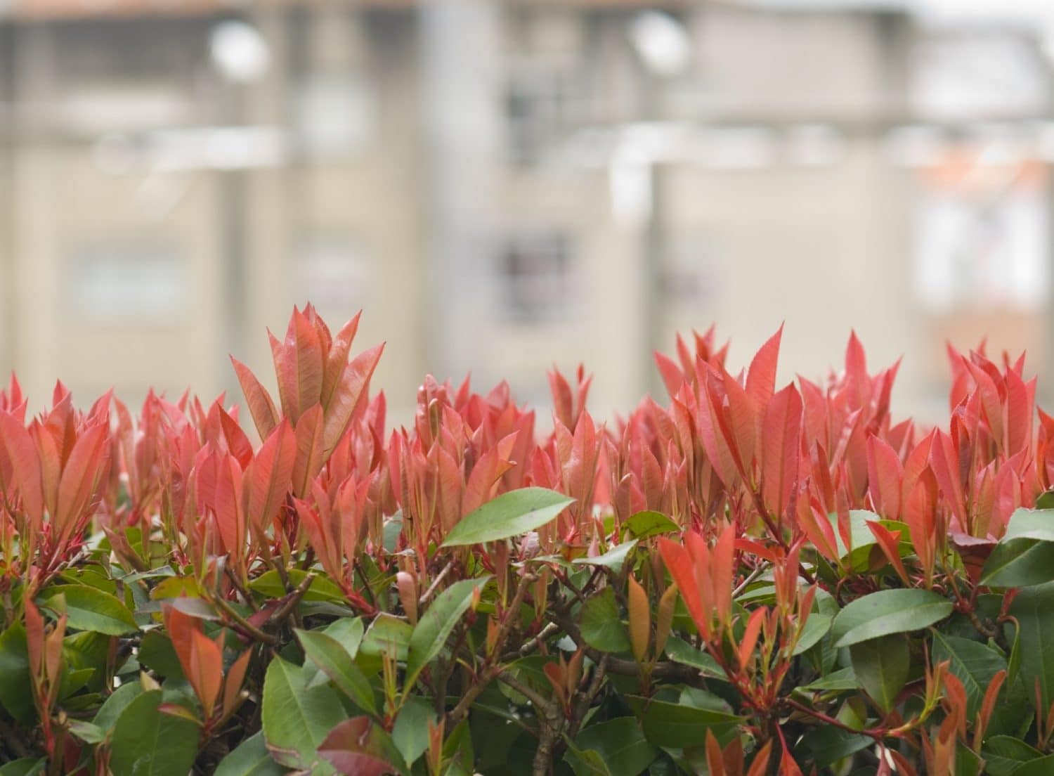 Buy Photinia Red Robin Hedges | Photinia Fraseri Red Robin | Hopes ...