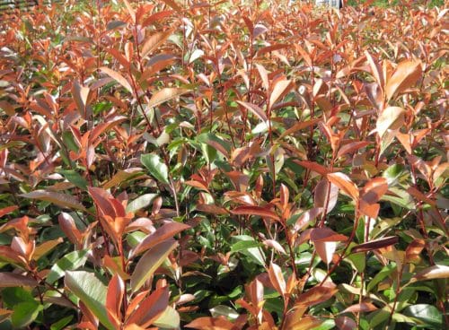 Photinia x fraserii Red Robin evergreen hedging