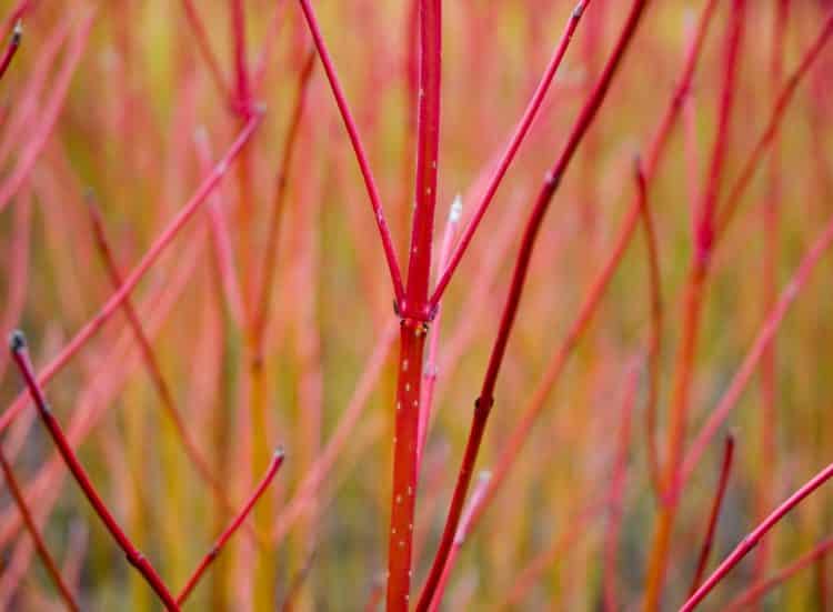Red winter stem colour of golden Dogwood hedge plant Cornus alba Spaethii