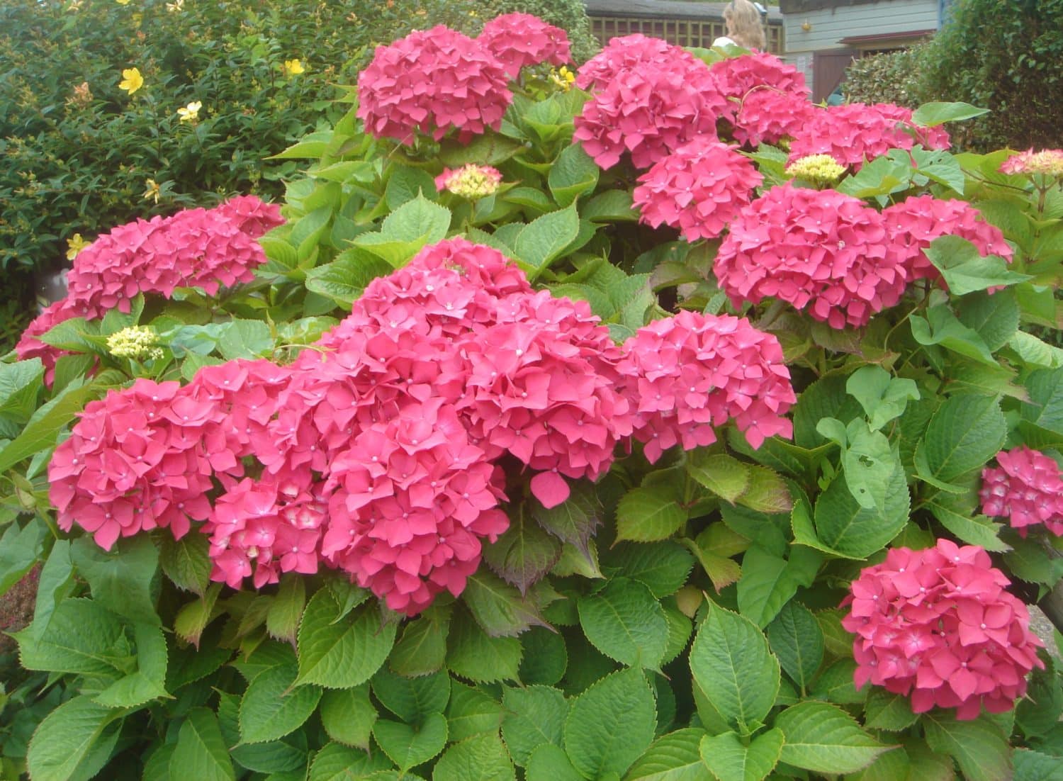 Buy Hydrangea Masja Red Hydrangeas Hedging by Hopes Grove Nurseries