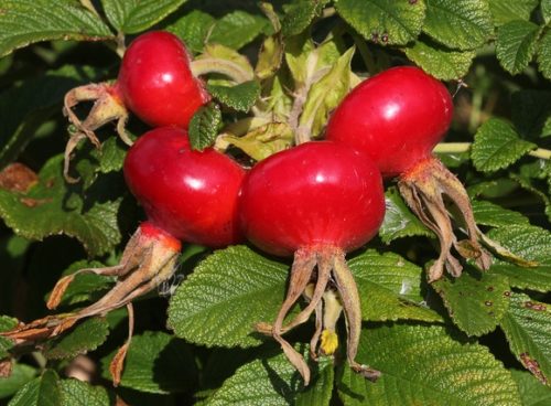 Red hips on a Rosa Rugosa hedging plant