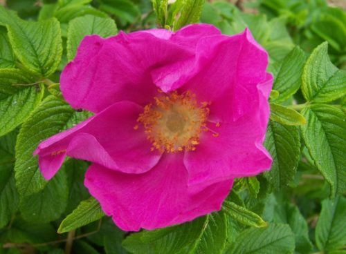 single flower on a Rosa rugosa Rubra hedge plant Red Rosa Rugosa