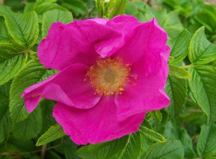 single flower on a Rosa rugosa Rubra hedge plant Red Rosa Rugosa