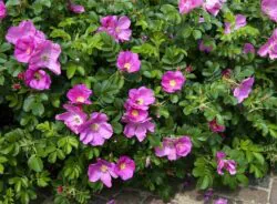 Group of flowers on Red Rugosa Rose hedge Rosa rugosa Rubra