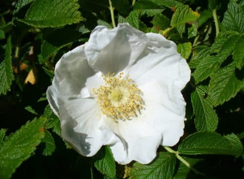 Close up of single white flower on a Rosa rugosa Alba hedging plant