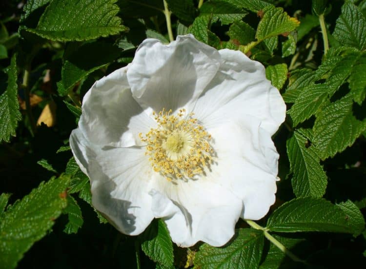 Close up of single white flower on a Rosa rugosa Alba hedging plant