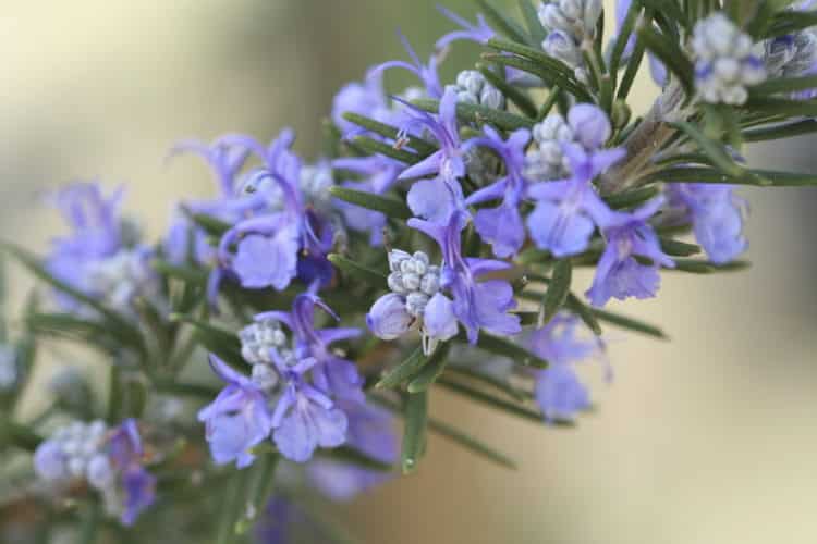 Close up of blue flower on Rosemary hedge plant Rosmarinus officinalis