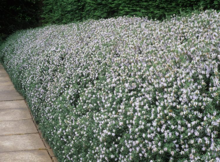 Rosemary Hedging Plants (Rosmarinus Officinalis)