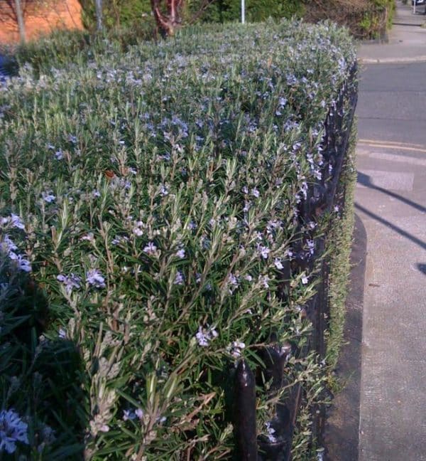 Buy Rosemary Plants Rosemary Hedges (Rosmarinus Officinalis) Hope Grove