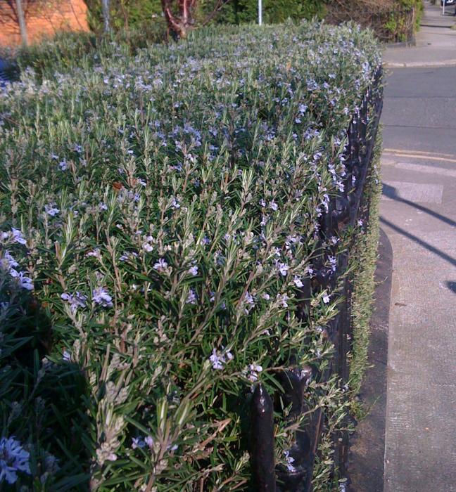 Rosemary boundary hedge in flower Rosmarinus officinalis