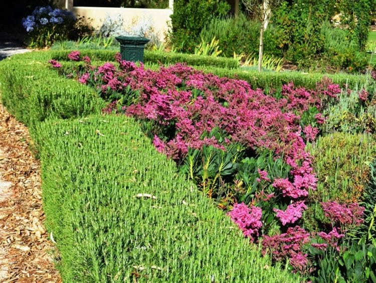 Small parterre hedge of Rosemary Rosmarinus officinalis