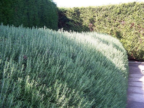 Large rounded Rosemary hedge Rosmarinus officinalis