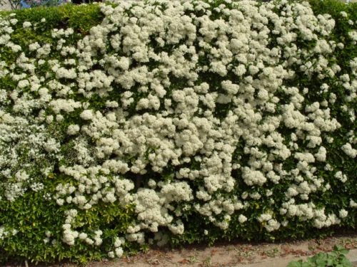 white flowers on a yellow berry Pyracantha hedge Pyracantha Soleil D'Or
