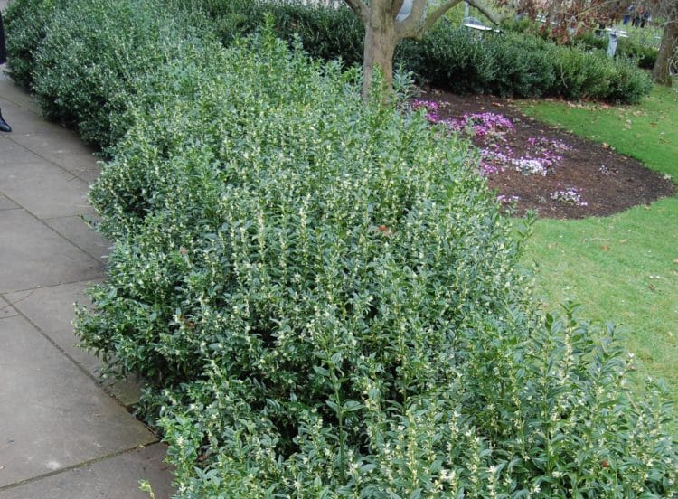 Hedge of Sweet Box bordering a patch Sarcococca confusa