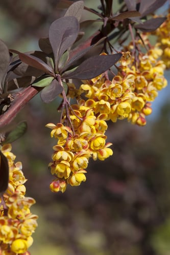 Berberis ottawensis superba hedging plant in flower
