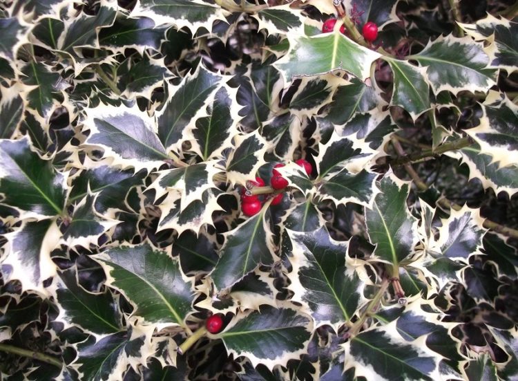 Buy Holly Hedging (Ilex) Ilex Hedge Plants from Hopes Grove Nurseries