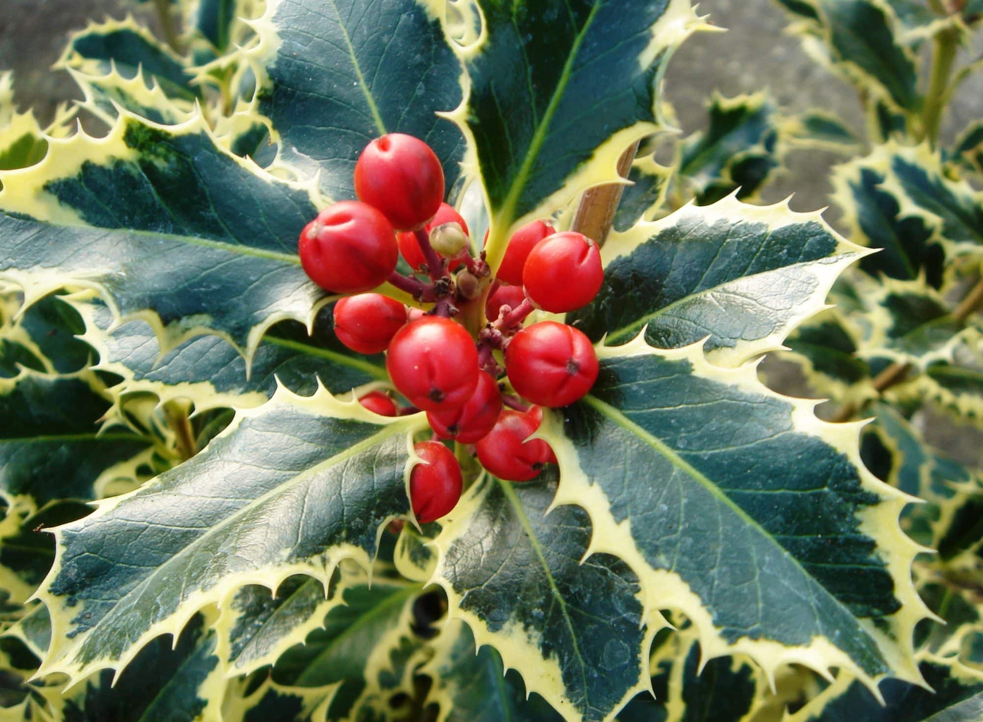 Buy Ilex Argentea Marginata Silver Holly Variegated Holly Hedging Buy Ilex Argentea Marginata Silver Holly Variegated Holly Hedging