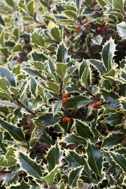 Ilex aquifolium Argentea Marginata hedge plant with berries