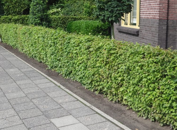 Low Horbeam hedge in summer Carpinus betulus