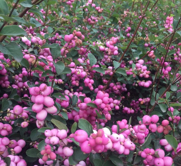 Autumn pink berries on Snowberry hedge Symphoricarpos x doorenbosii Mother of Pearl