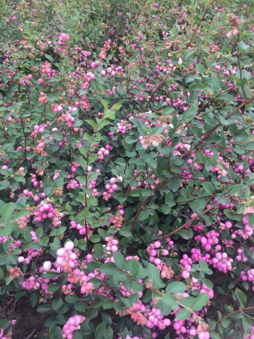 Snowberry hedge showing berries Symphoricarpos x doorenbosii Mother of Pearl